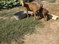 Kambing betina, Tian-Shan semifinewool sheep — foto 6