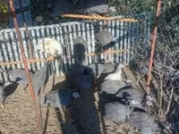 Geese — عکس 4