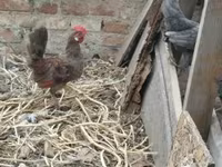 Chickens — تصویر 6