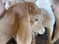 แกะตัวผู้, Arashan sheep — รูปภาพ 1
