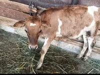 Lembu betina, Cattle — foto 1