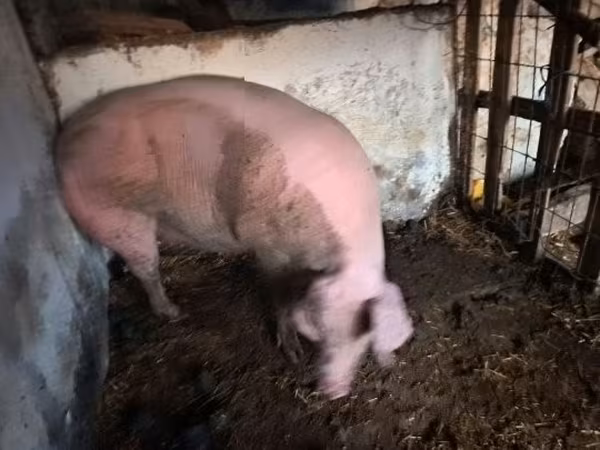 Sow, Pigs — Hungary
