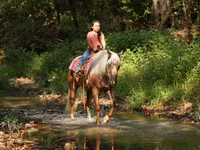 Айғыр, Quarter Horse — 2-сурет