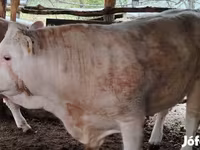 Dibi, Simmental cattle — sawirka 1