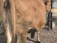 گاو ماده, گاو — عکس 7