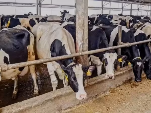 Rinder (Partie, Geschlecht nicht angegeben), Russian Black pied cattle — Russland