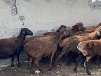 كبش, Hissar sheep — الصورة 2