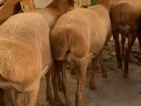 Ovce, Arashan sheep — foto 1