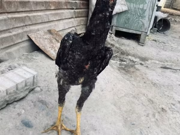 Derbiširska crvenokapa