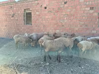 قوچ, Arashan sheep — عکس 4