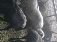 Beran, Rhon sheep — foto 2