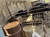Kambing jantan, Sheep — foto 4