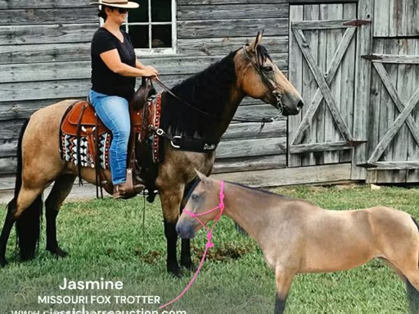 雌馬, Missouri foxtrotter