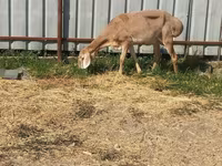 Domba betina, Arashan sheep — foto 2