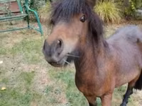 Kůň, Shetland Pony — foto 2
