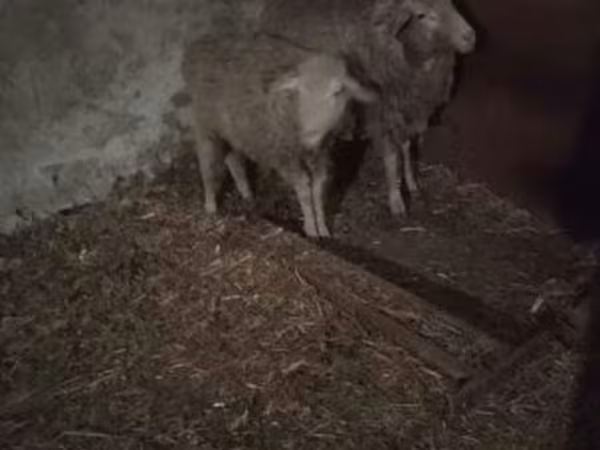 母羊, Sheep