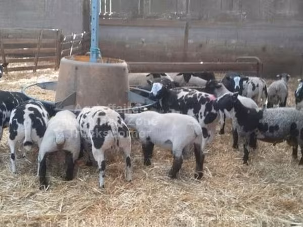 قوچ, Zwartbles sheep