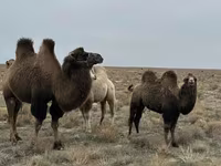Unta (lot, jantina tidak dinyatakan), Kazakh Bactrian camel — foto 1