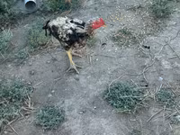 Chickens — foto 6