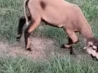 Vædder, Cameroon sheep — foto 2