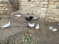 Ducks — 写真 3