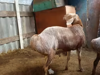 የጎትት አውራ በግ, Arashan sheep — ፎቶ 5