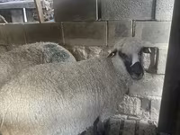قوچ, گوسفند — عکس 1