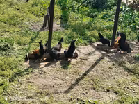 بنتام ژاپنی — عکس 4