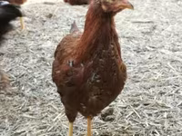 Chickens — zdjęcie 1