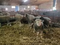 Вівця, Ile-de-France sheep — фото 3