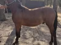 Hingst, Heste — foto 1
