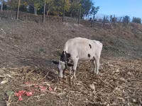 Cow, Russian Black pied cattle — photo 3