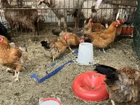 Chickens — φωτογραφία 1