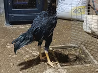 Chickens — снимка 3