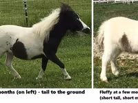 گھوڑا, Miniature horse — تصویر 7