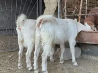 بز ماده, Saanen goat — عکس 4