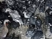 Australian Pit Game fowl — foto 1