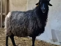 Wad, Cameroon sheep — sawirka 2
