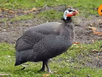 Guinea fowl — عکس 2