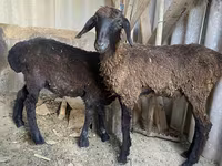قوچ, Kazakh fat-tailed coarsewool sheep — عکس 2