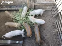 خوک (گروه، جنسیت مشخص نشده), Мангалица — عکس 2