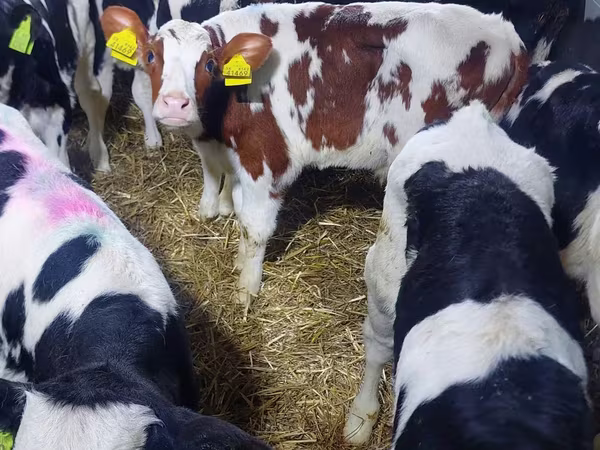 Tyre, Simmental cattle