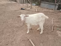 Ged, Saanen goat — foto 2