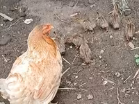 Chickens — عکس 2