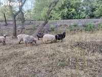 Widder, Racka sheep — Foto 3