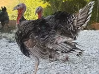 Turkeys — Foto 1