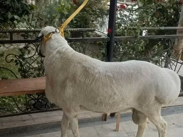 Ram, Sheep