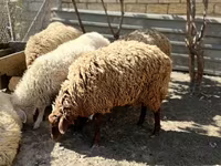 میش, گوسفند — عکس 3