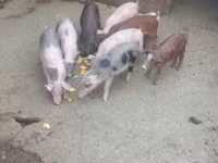 Babi jantan, Pigs — foto 7