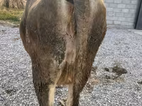 بقرة, Swiss cattle — الصورة 2